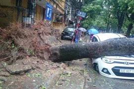 Chiếc xe ô tô hư hỏng nặng vì bị cây đổ vào. (Nguồn: Vietnam+)