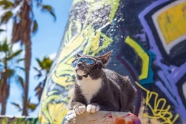 Bagel nhìn rất ngầu khi đeo kính. (Nguồn: Cater News Agency)