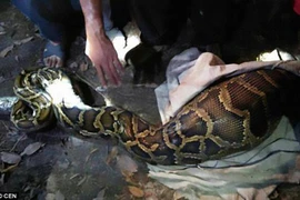 Con dê bị nuốt chửng. (Nguồn: CEN)