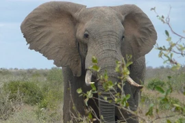 Ảnh minh họa. (Nguồn: Getty)
