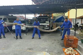 Con trăn khổng lồ bị bắt ở làng Sungai Kerang gần thị trấn Teluk Intan, bang Perak, Malaysia ngày 4/5. (Ảnh: Mohd Hafizee Mohd Arop/NTS)