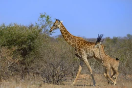 Khoảnh khắc thú vị của hai mẹ con hươu cao cổ. (Nguồn: Caters News Agency)