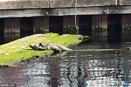 Đống dây thừng có hình dáng bên ngoài giống con cá sấu. (Nguồn: Daily Mail)