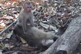 Khỉ con cố lay mẹ dậy. (Nguồn: YouTube)