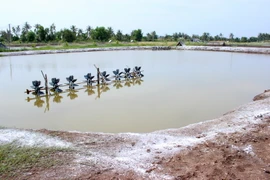 (Ảnh minh họa: Huỳnh Thế Anh/TTXVN)