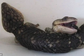 Con thằn lằn trên có hai đầu và bốn chân. (Nguồn: Daily Mail)