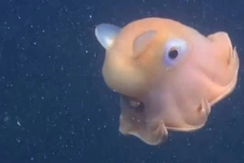 Bề ngang con bạch tuộc khoảng 18cm, sống ở độ sâu 450m. (Nguồn: CCTV)