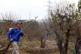 Người dân đang chăm sóc, phun thuốc để đào đảm bảo đẹp và nở đúng dịp Tết. (Nguyễn Văn Cảnh/TTXVN)