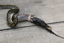 Khi nuốt tới con gà thứ hai, con trăn đã bị mắc nghẹn. (Nguồn: Daily Mail)