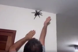 Người đàn ông cố bắt con nhện. (Nguồn: The Sun)