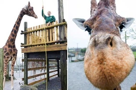 Zulu có chiều cao lên tới 5,79m. (Nguồn: Caters News Agency)