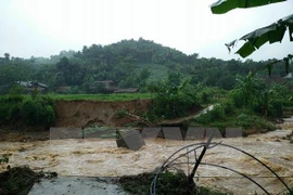 (Ảnh minh họa: Hương Thu/TTXVN)