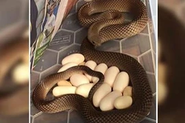 Con rắn và những quả trứng nằm phía dưới tủ lạnh. (Nguồn: AAP)