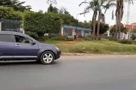 Con sư tử xuất hiện trên đường. (Nguồn: Daily Mail)