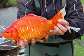 Một con cá vàng có kích thước lớn ở sông Vasse. (Nguồn: Caters News)