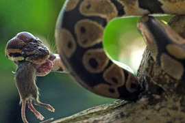 Chú chuột đáng thương không thể phản kháng được sức mạnh đáng sợ của con trăn. (Nguồn: Daily Mail)