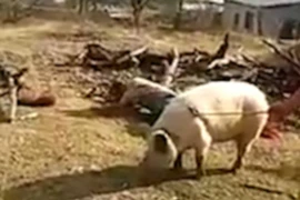 Người nông dẫn ngã ngửa ra đằng sau. (Nguồn: Daily Mail)