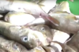 Ảnh minh họa. (Nguồn: Vnews)