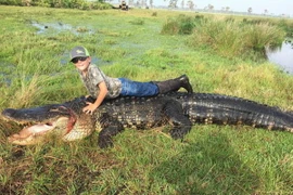 Con cá sấu trên được cho là thủ phạm làm một số con bò của ông Lee biến mất. (Nguồn: Daily Mail)