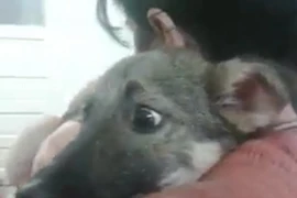 Ánh mắt sợ hãi của Priscilla. (Nguồn: Daily Mail)