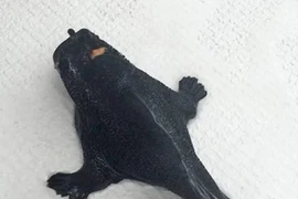 Con cá có vẻ ngoài kỳ dị. (Nguồn: Facebook)