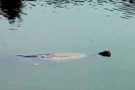 Cụ Rùa Hồ Gươm. (Ảnh: Đình Trân/TTXVN)