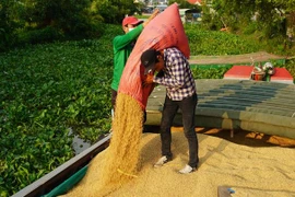 Lúa sau khi nông dân thu hoạch. (Ảnh: Thanh Tân/TTXVN)