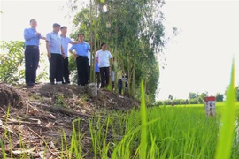 Lãnh đạo tỉnh Hậu Giang kiểm tra tình hình giải phóng mặt bằng Dự án cao tốc ngày 7/5. (Ảnh: Duy Khương/TTXVN)