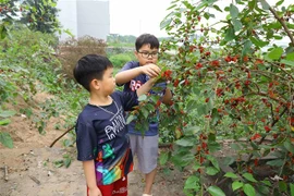 Nhiều em nhỏ rất thích thú khi trải nghiệm hái dâu tại vựa dâu ngoại thành Hà Nội. (Ảnh: Văn Điệp/TTXVN)