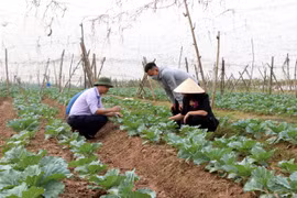 Lãnh đạo Sở Nông nghiệp và Phát triển nông thôn Hải Dương kiểm tra vùng trồng rau xuất khẩu tại thị xã Kinh Môn. (Ảnh: Mạnh Tú/TTXVN)