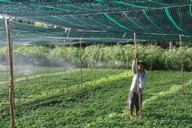 Ảnh minh họa. (Ảnh: Minh Trí/TTXVN)