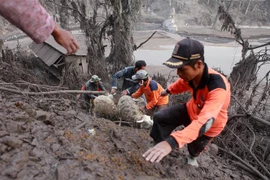 Người dân sơ tán gia súc sau khi núi lửa Semeru trên đảo Java của Indonesia phun trào trở lại vào ngày 5/12/2021. (Ảnh: THX/TTXVN)