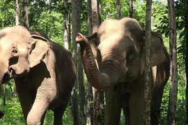 Ảnh minh họa. (Nguồn: vov.vn)