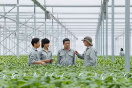 Cán bộ của VinEco đến hướng dẫn cho các hộ nông dân.