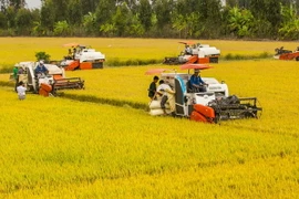 Ảnh minh họa. (Nguồn: TTXVN)