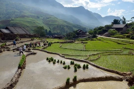 [Photo] Ruộng bậc thang Sapa-bức tranh thiên nhiên tuyệt đẹp