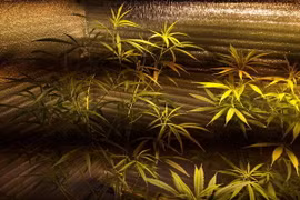 Vườn cần sa đối tượng trồng trong nhà riêng. (Ảnh: Minh Thu/Vietnam+)