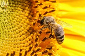 Bỉ có tỷ lệ ong chết trong mùa Đông cao nhất tại châu Âu