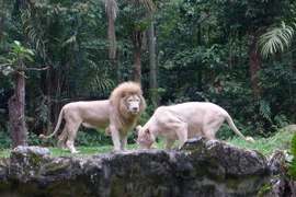 Singapore Zoo được bình chọn là vườn thú đẹp nhất châu Á