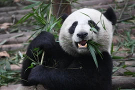 Phát hiện thú vị về sở thích hảo ngọt của loài gấu trúc