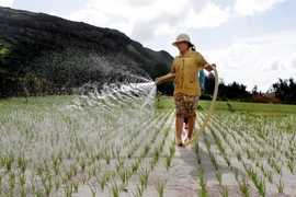 [Photo] Quảng Ngãi: Trên cánh đồng hành huyện đảo Lý Sơn