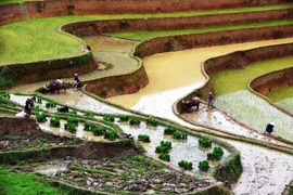 [Photo] Ruộng bậc thang Mù Cang Chải vào mùa gieo cấy