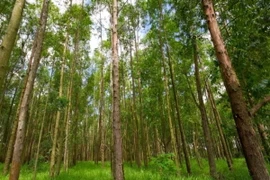 Các nhà khoa học giải mã thành công bí mật của cây bạch đàn