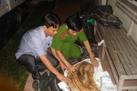 Lượng ngà voi thu giữ trong một vụ nhập lậu. (Ảnh: TTXVN)