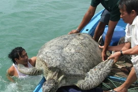 Thả cá thể rùa biển quý hiếm có nguy cơ tuyệt chủng về tự nhiên