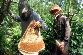 Mật ong U Minh đã được công nhân và bảo hộ nhãn hiệu tập thể. (Ảnh: TTXVN)