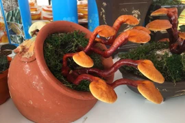 Những cây linh chi bonsai còn nhỏ đã được tạo dáng. (Ảnh: PV/Vietnam+)