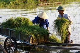Khơi thông những “điểm nghẽn” trong bảo hiểm nông nghiệp 