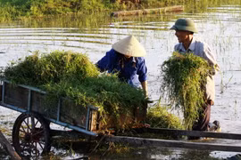 Khơi thông những “điểm nghẽn” trong bảo hiểm nông nghiệp 