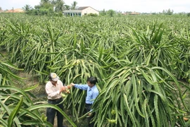 Ứng dụng công nghệ cao trong thâm canh thanh long Chợ Gạo